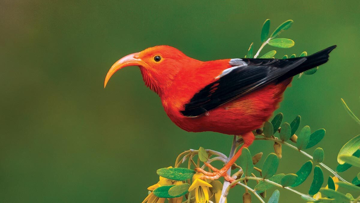 Birds in Hawaiian History and Culture Toledo Naturalists #39 Association Birds in Hawaiian History and Culture Toledo Naturalists #39 Association